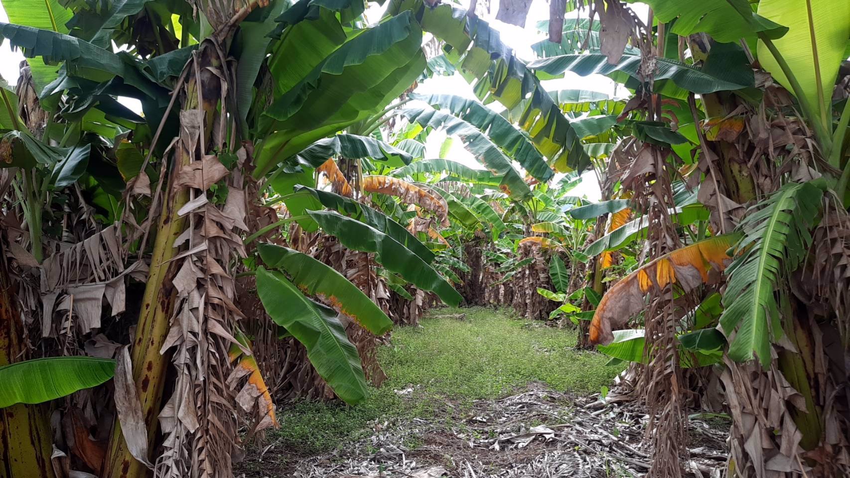 ขายบ้านพร้อมที่ดิน-พร้อมสวนผลไม้-เนื้อที่รวม-12ไร่-3งาน