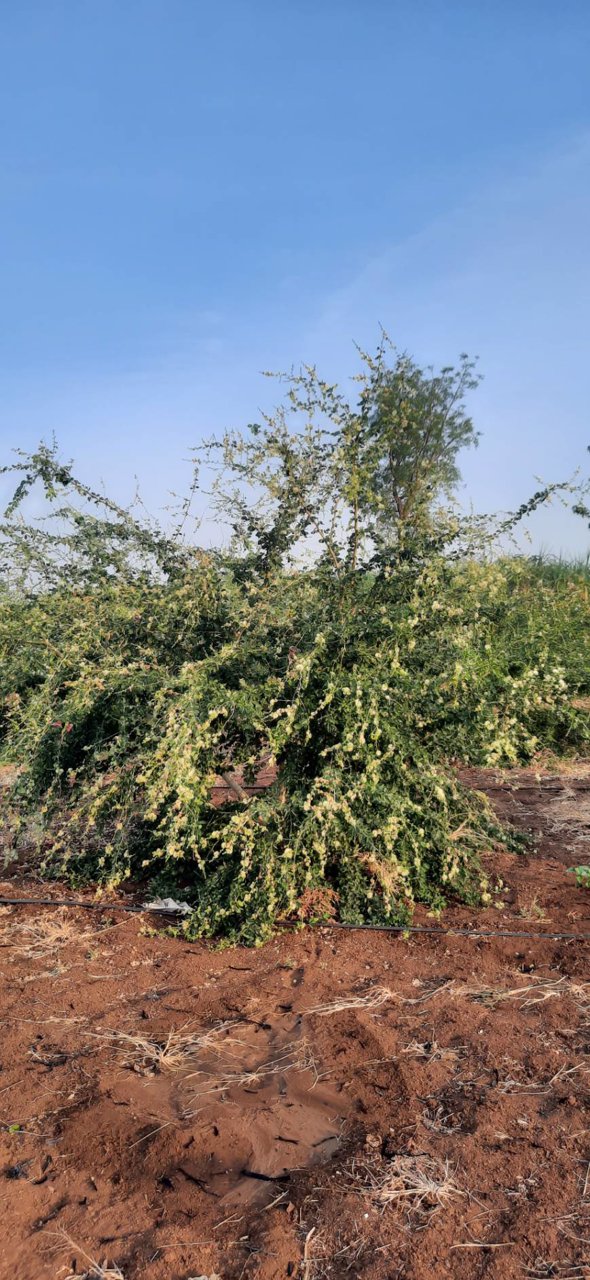 ขายบ้านพร้อมที่ดิน-พร้อมสวนผลไม้-เนื้อที่รวม-12ไร่-3งาน