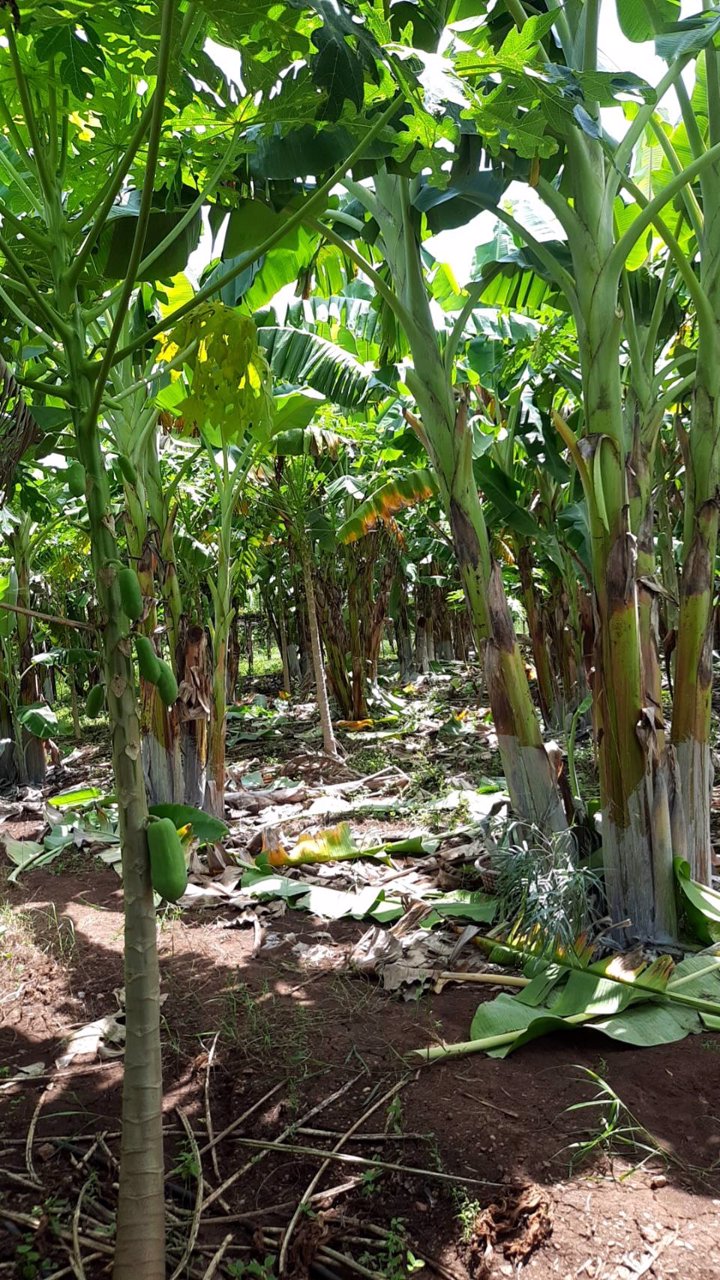 ขายบ้านพร้อมที่ดิน-พร้อมสวนผลไม้-เนื้อที่รวม-12ไร่-3งาน