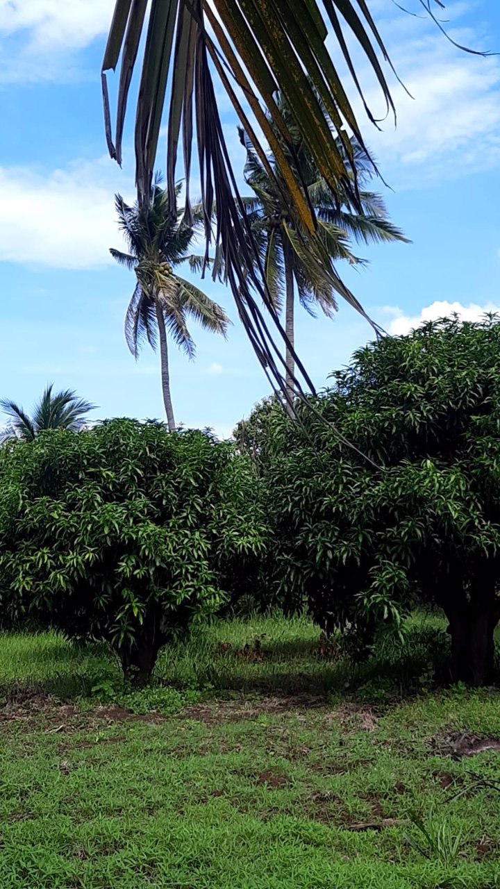 ขายบ้านพร้อมที่ดิน-พร้อมสวนผลไม้-เนื้อที่รวม-12ไร่-3งาน