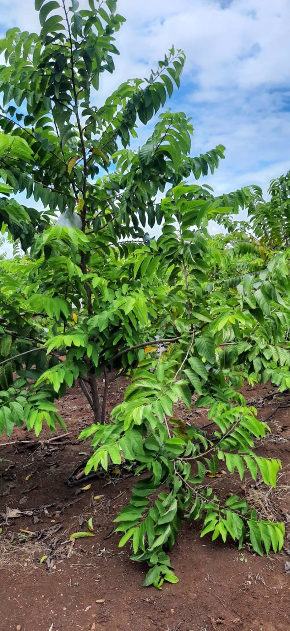 ขายบ้านพร้อมที่ดิน-พร้อมสวนผลไม้-เนื้อที่รวม-12ไร่-3งาน