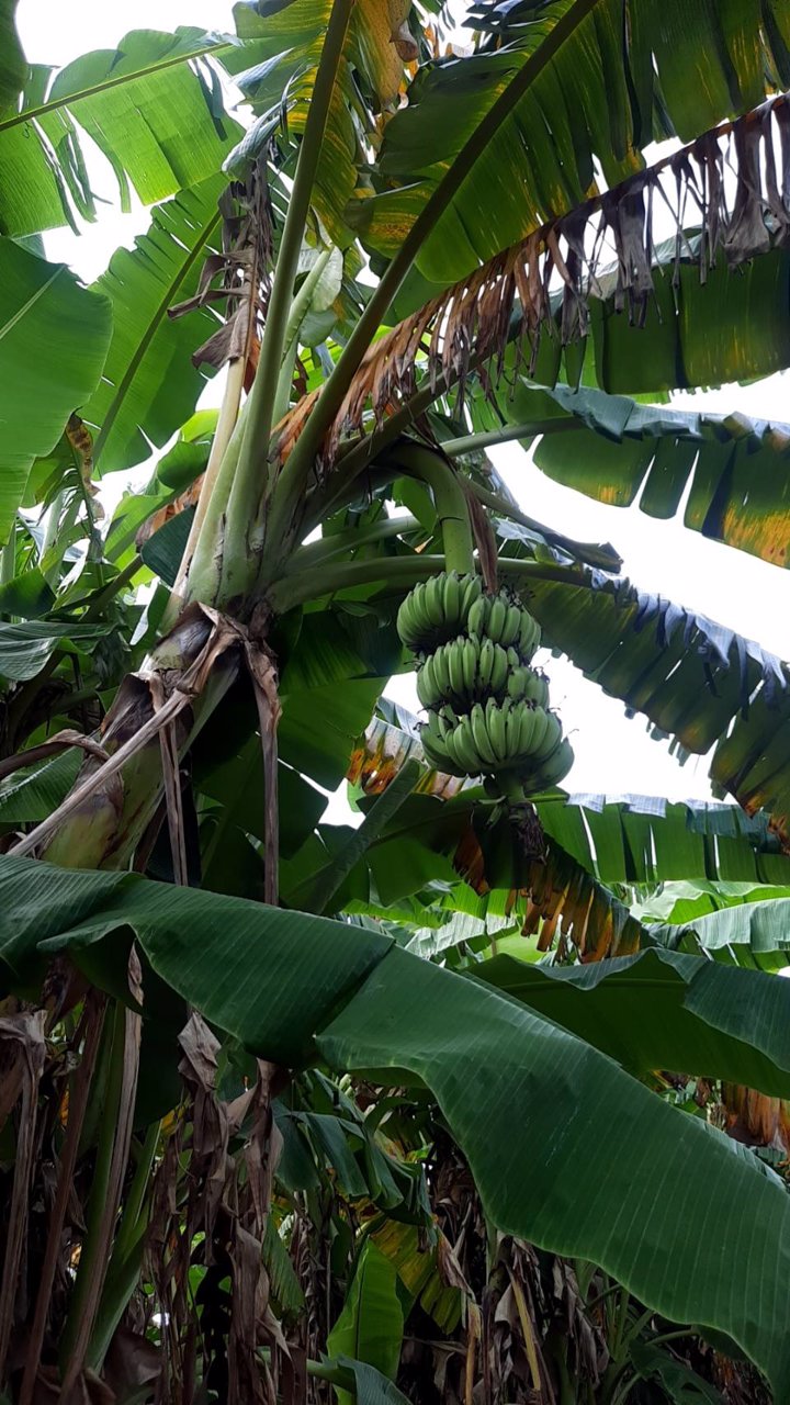 ขายบ้านพร้อมที่ดิน-พร้อมสวนผลไม้-เนื้อที่รวม-12ไร่-3งาน