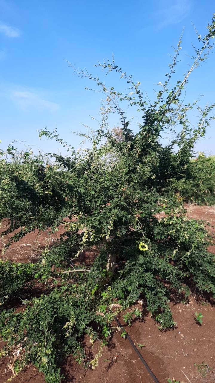 ขายบ้านพร้อมที่ดิน-พร้อมสวนผลไม้-เนื้อที่รวม-12ไร่-3งาน