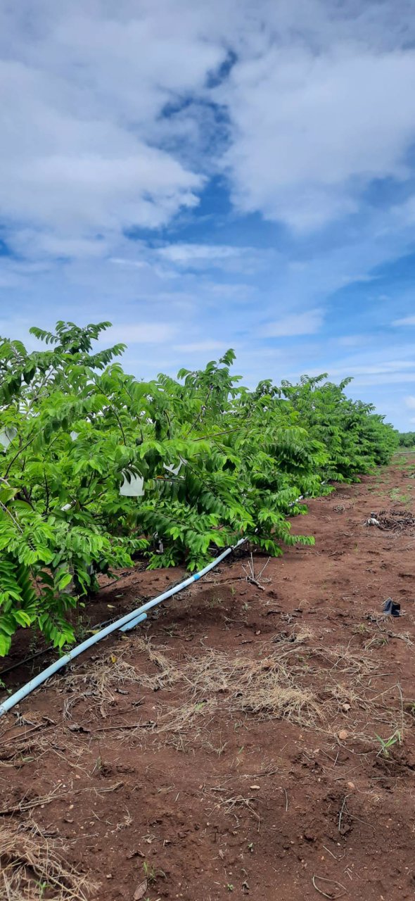 ขายบ้านพร้อมที่ดิน-พร้อมสวนผลไม้-เนื้อที่รวม-12ไร่-3งาน