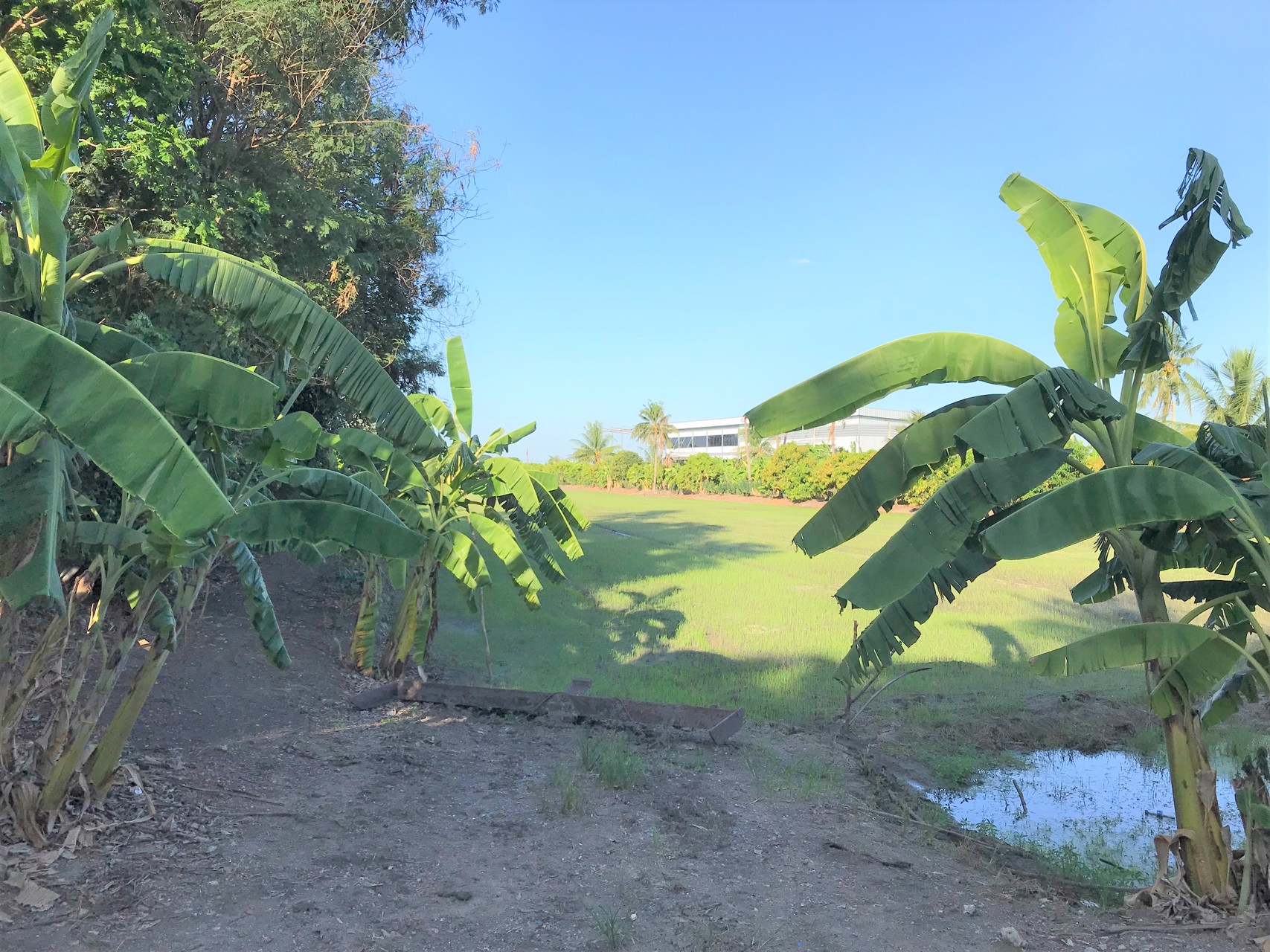 ขายที่ดิน-6-ไร่-คลองทวีวัฒนา-คลองนราภิรมณ์-ใกล้มหิดลศาลายา-มอเตอร์เวย์-บางใหญ่-กาญจนบุรี