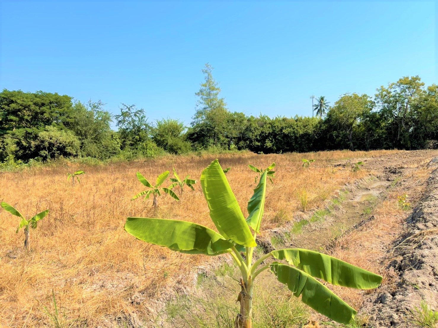 ขายที่ดิน-3ไร่-ติดแม่น้ำนครชัยศรี