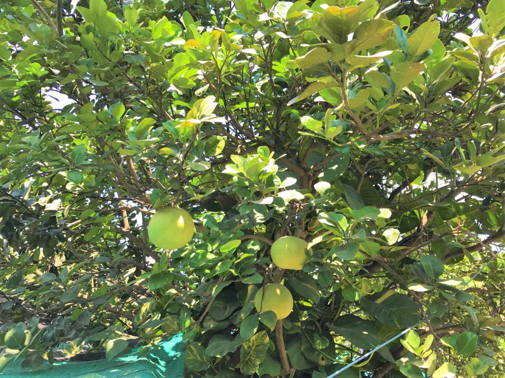 ขายที่ดิน-2-ไร่-ถนนนครอินทร์-ถนนราชพฤกษ์-ถนนพระราม-5-ถนนสวนผัก-บางกรวย-นนทบุรี