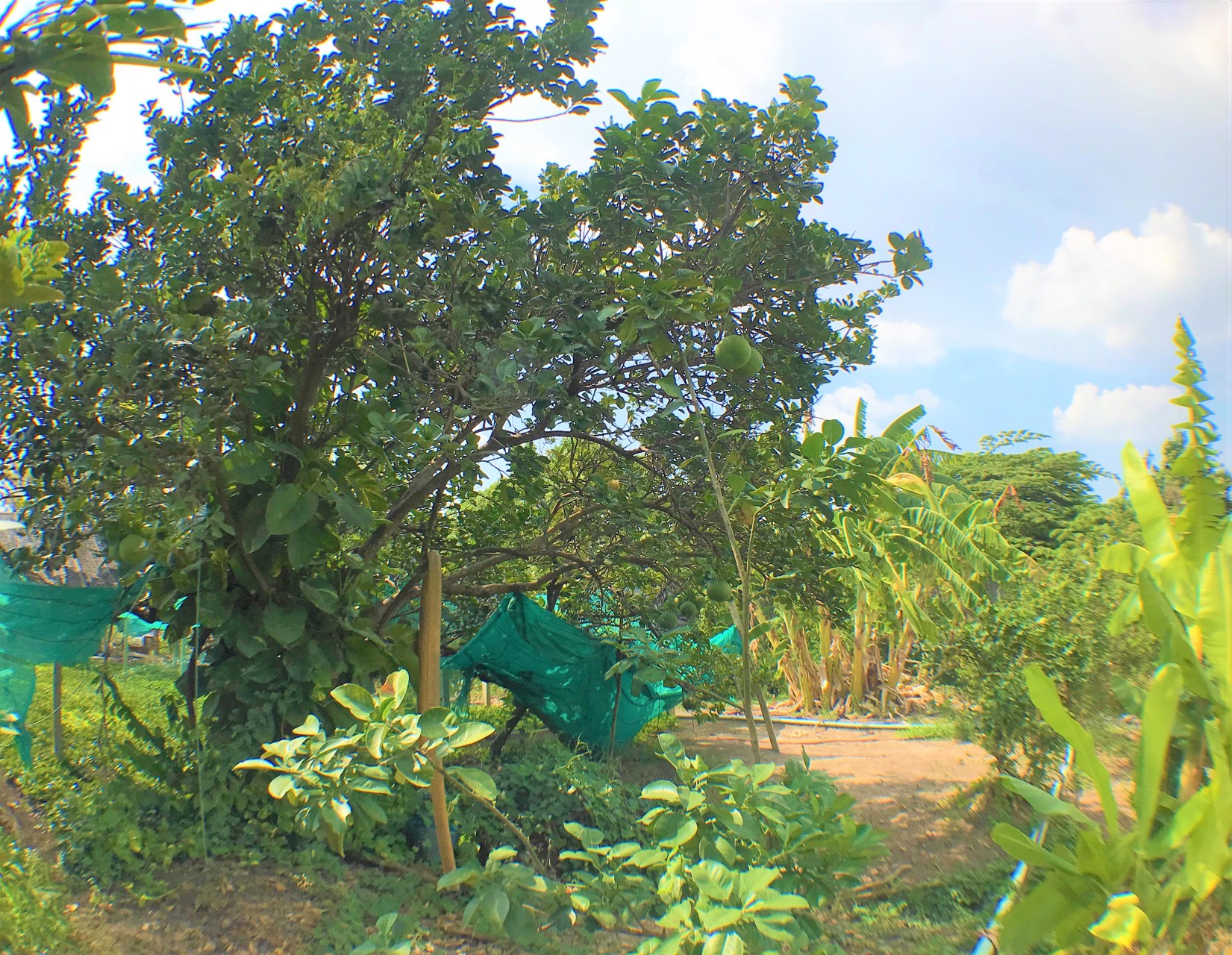 ขายที่ดิน-2-ไร่-ถนนนครอินทร์-ถนนราชพฤกษ์-ถนนพระราม-5-ถนนสวนผัก-บางกรวย-นนทบุรี