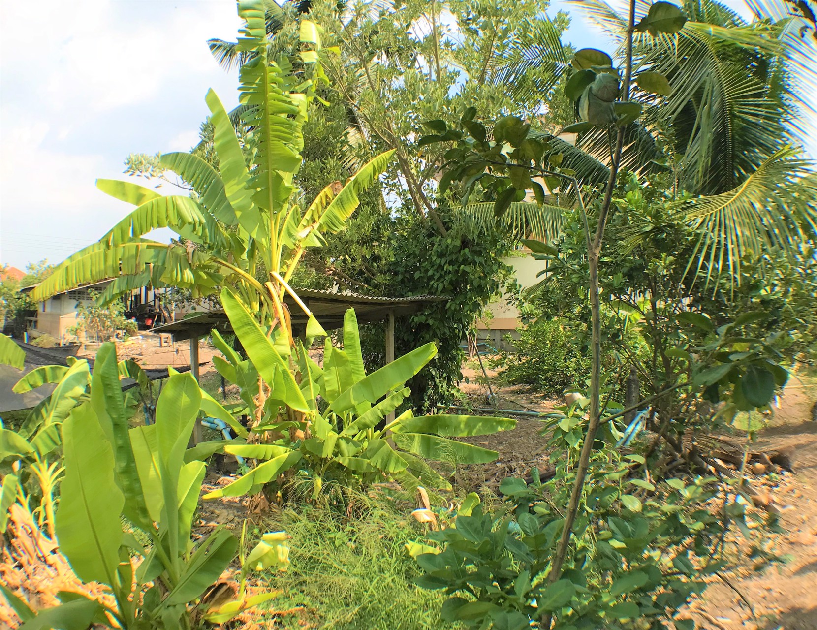 ขายที่ดิน-2-ไร่-ถนนนครอินทร์-ถนนราชพฤกษ์-ถนนพระราม-5-ถนนสวนผัก-บางกรวย-นนทบุรี