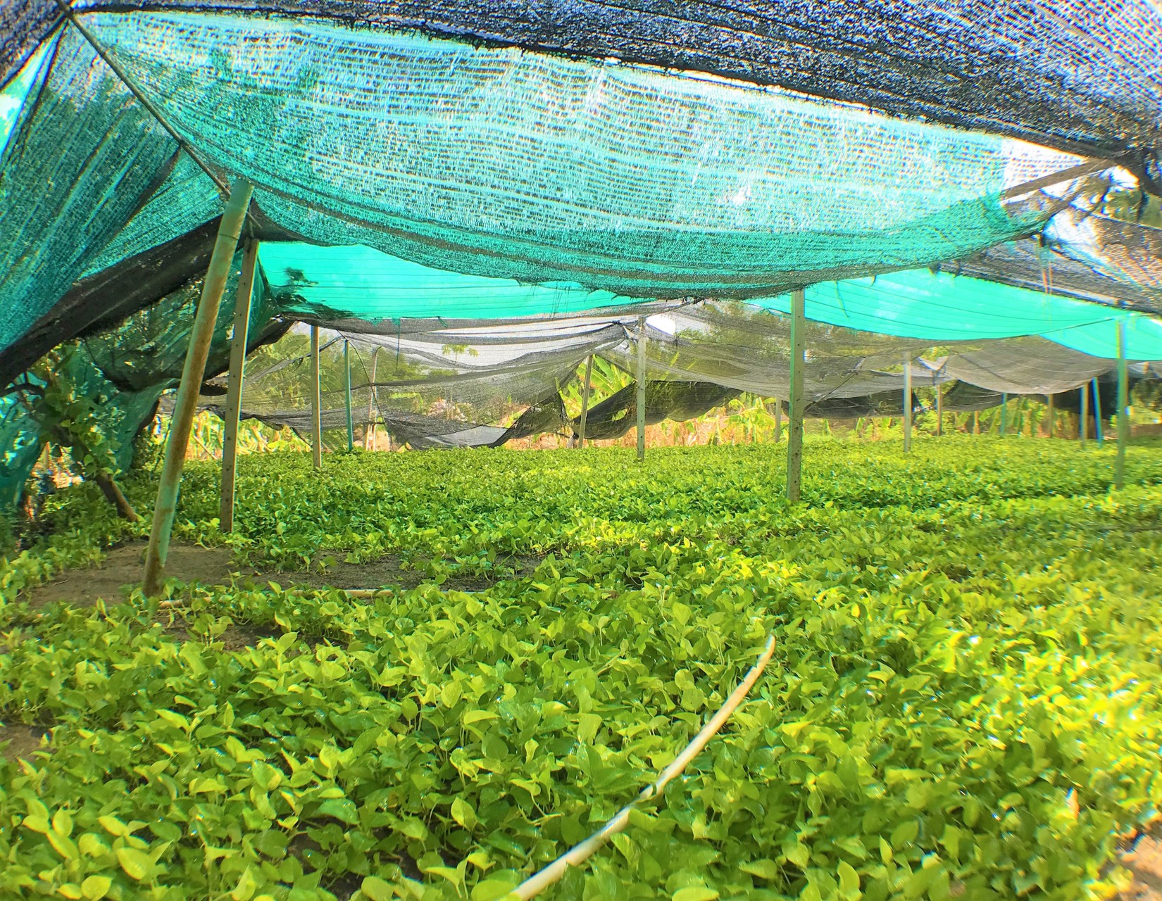 ขายที่ดิน-2-ไร่-ถนนนครอินทร์-ถนนราชพฤกษ์-ถนนพระราม-5-ถนนสวนผัก-บางกรวย-นนทบุรี