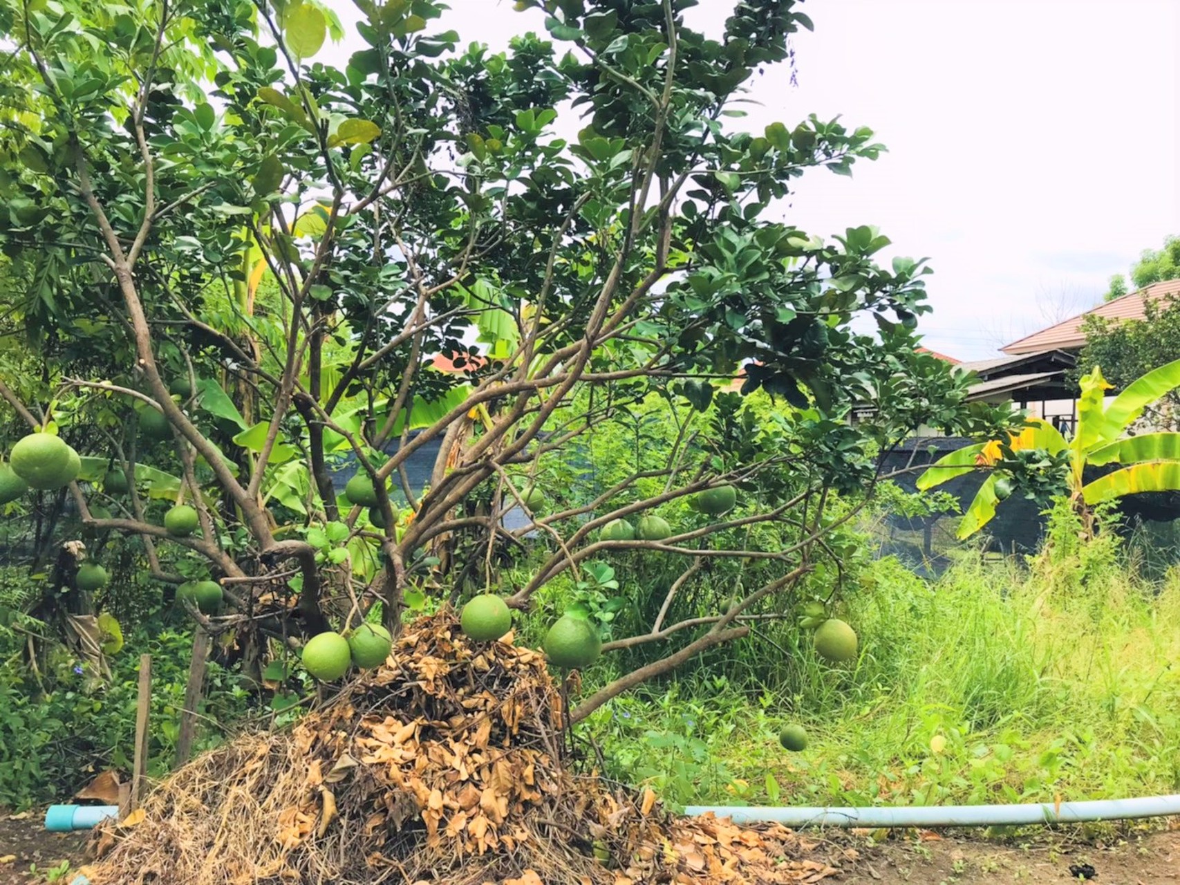 ขายที่ดิน-2-ไร่-ถนนนครอินทร์-ถนนราชพฤกษ์-ถนนพระราม-5-ถนนสวนผัก-บางกรวย-นนทบุรี