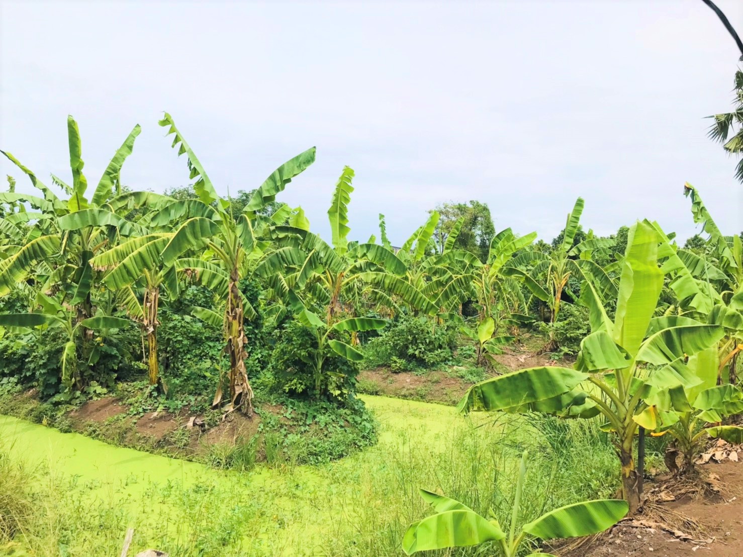 ขายที่ดิน-2-ไร่-ถนนนครอินทร์-ถนนราชพฤกษ์-ถนนพระราม-5-ถนนสวนผัก-บางกรวย-นนทบุรี