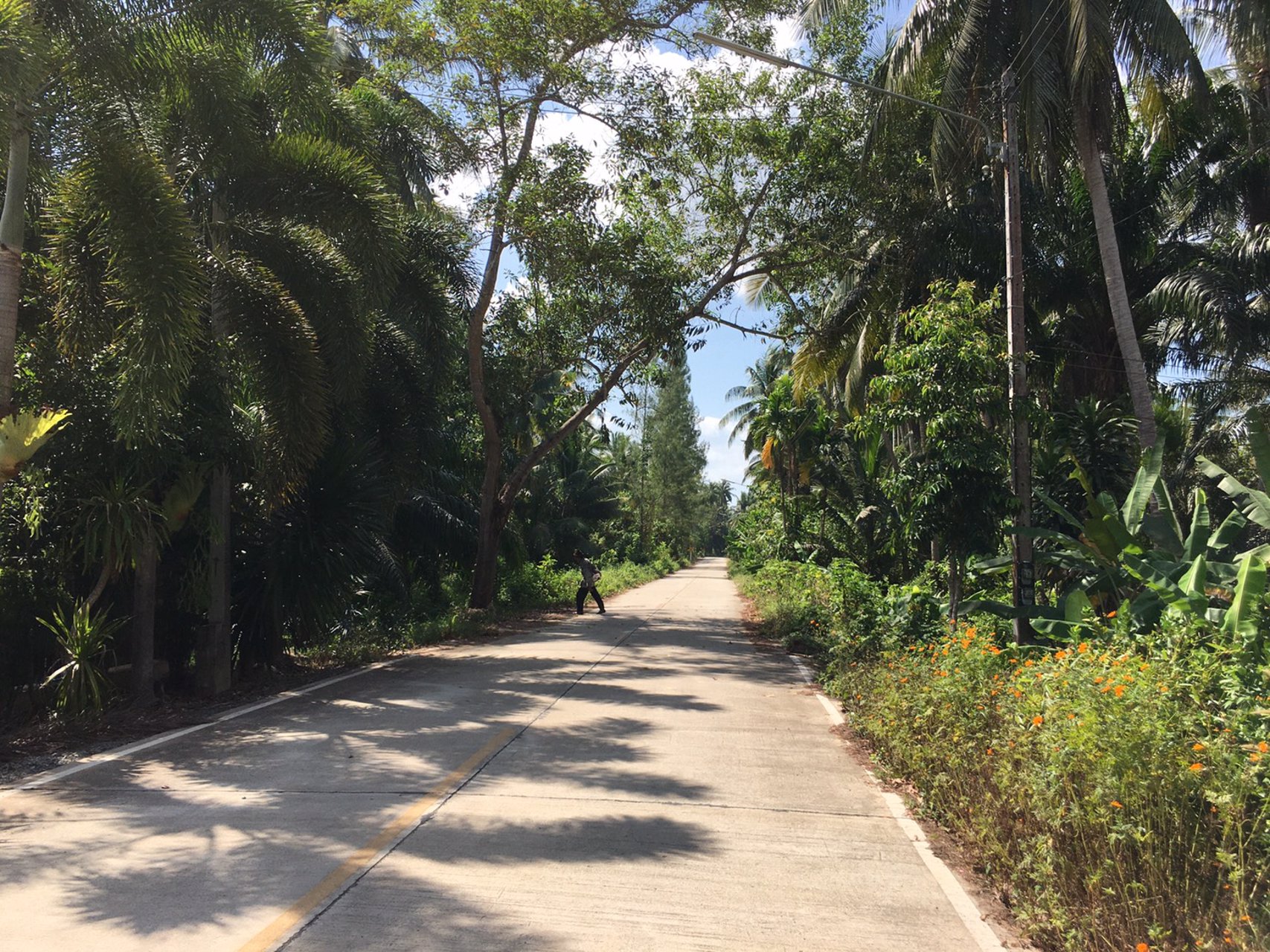 ขายที่ดิน-สวนมะพร้าว-ใกล้ถนน4เลน-บางไทร-เมือง-สุราษฎร์ธานี