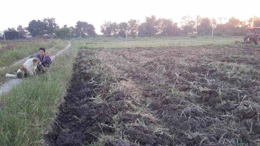 ขายที่ดินนา-อำเภอร้องกวาง-จังหวัดแพร่