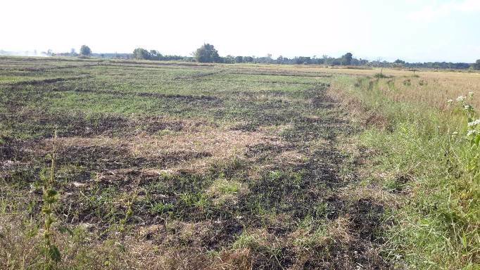 ขายที่ดินนา-อำเภอร้องกวาง-จังหวัดแพร่