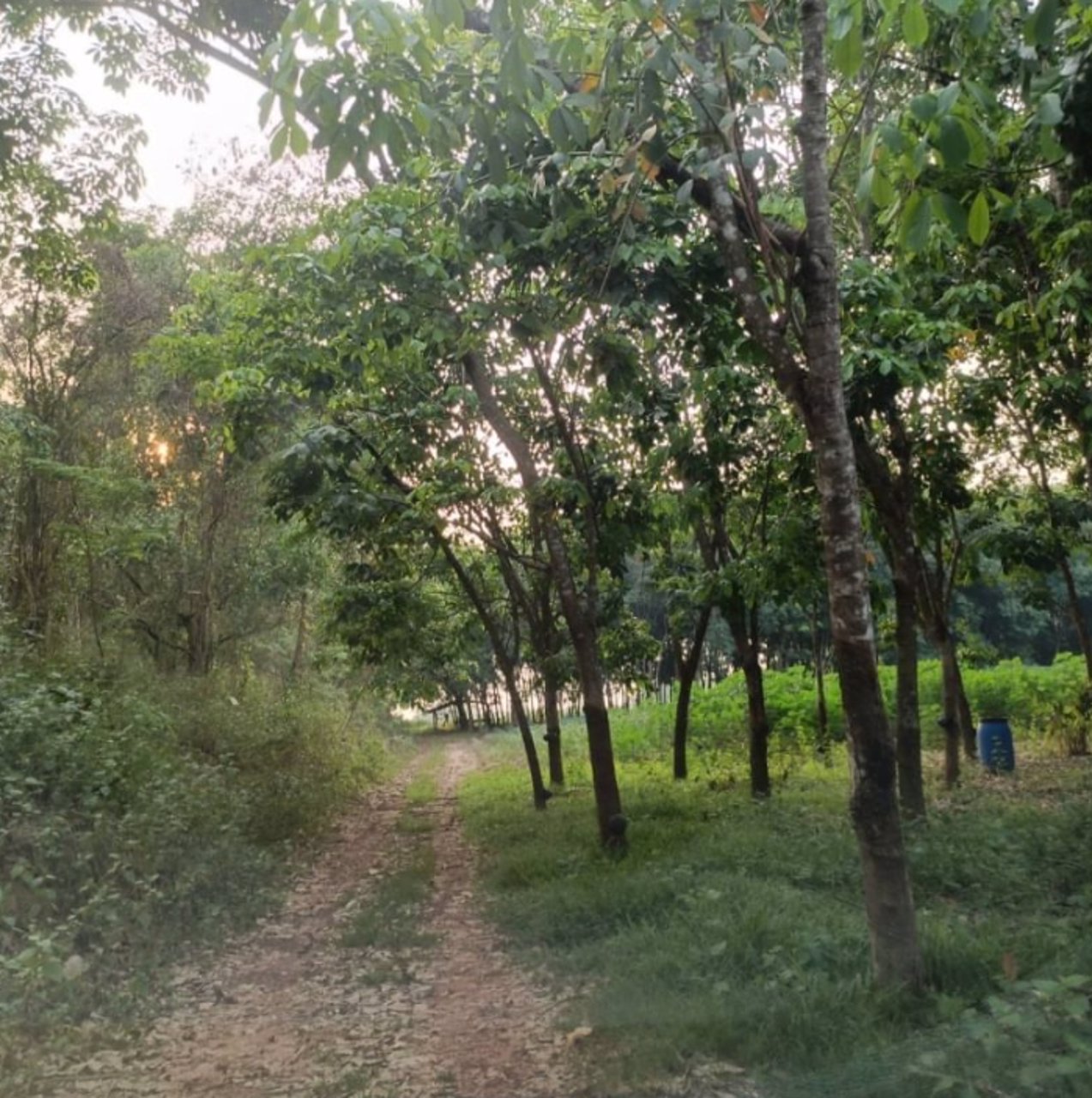 ขายที่ดินทำสวน-6ไร่-3งาน-31ตรว