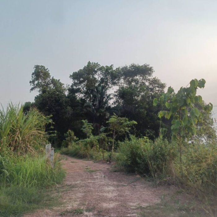 ขายที่ดินทำสวน-6ไร่-3งาน-31ตรว