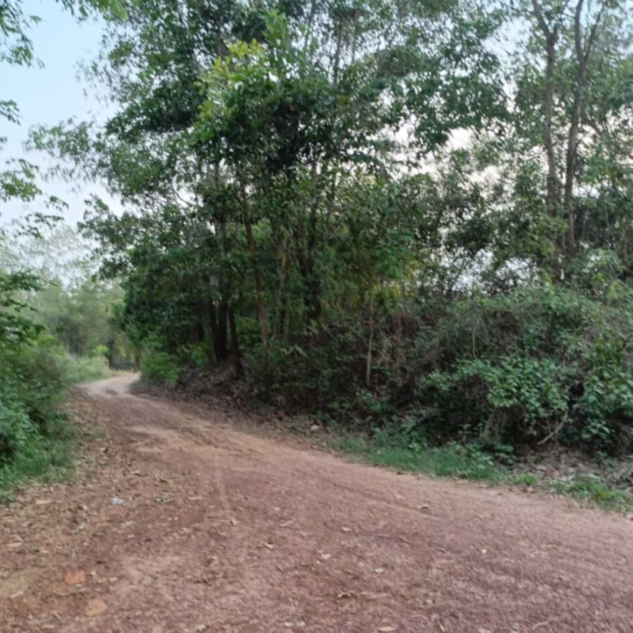 ขายที่ดินทำสวน-6ไร่-3งาน-31ตรว