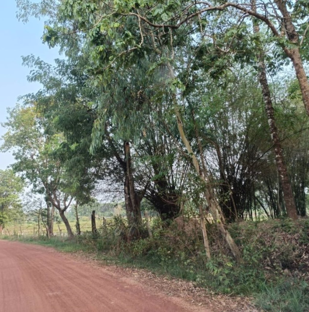 ขายที่ดินทำสวน-6ไร่-3งาน-31ตรว