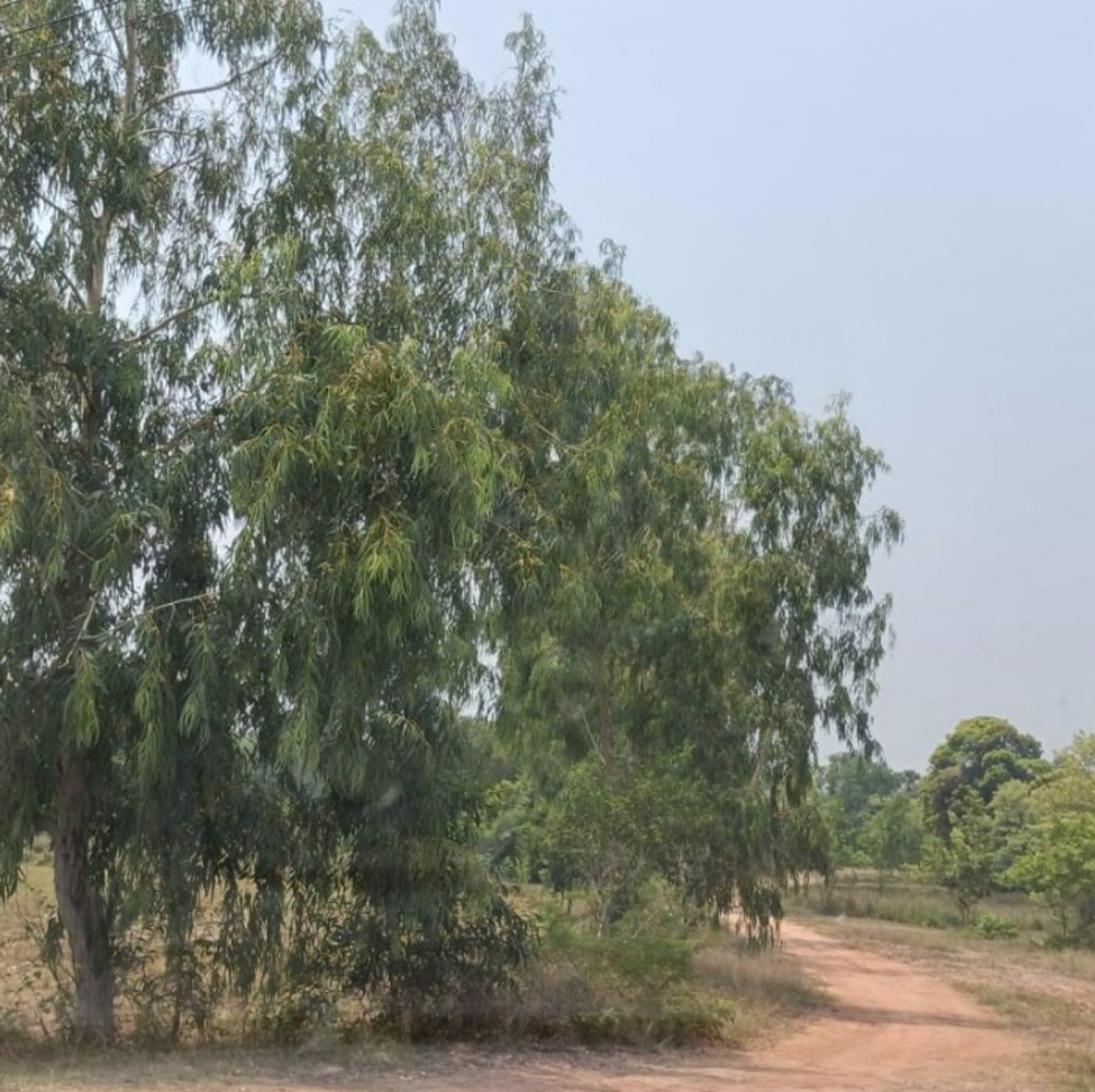 ขายที่ดินทำสวน-6ไร่-3งาน-31ตรว