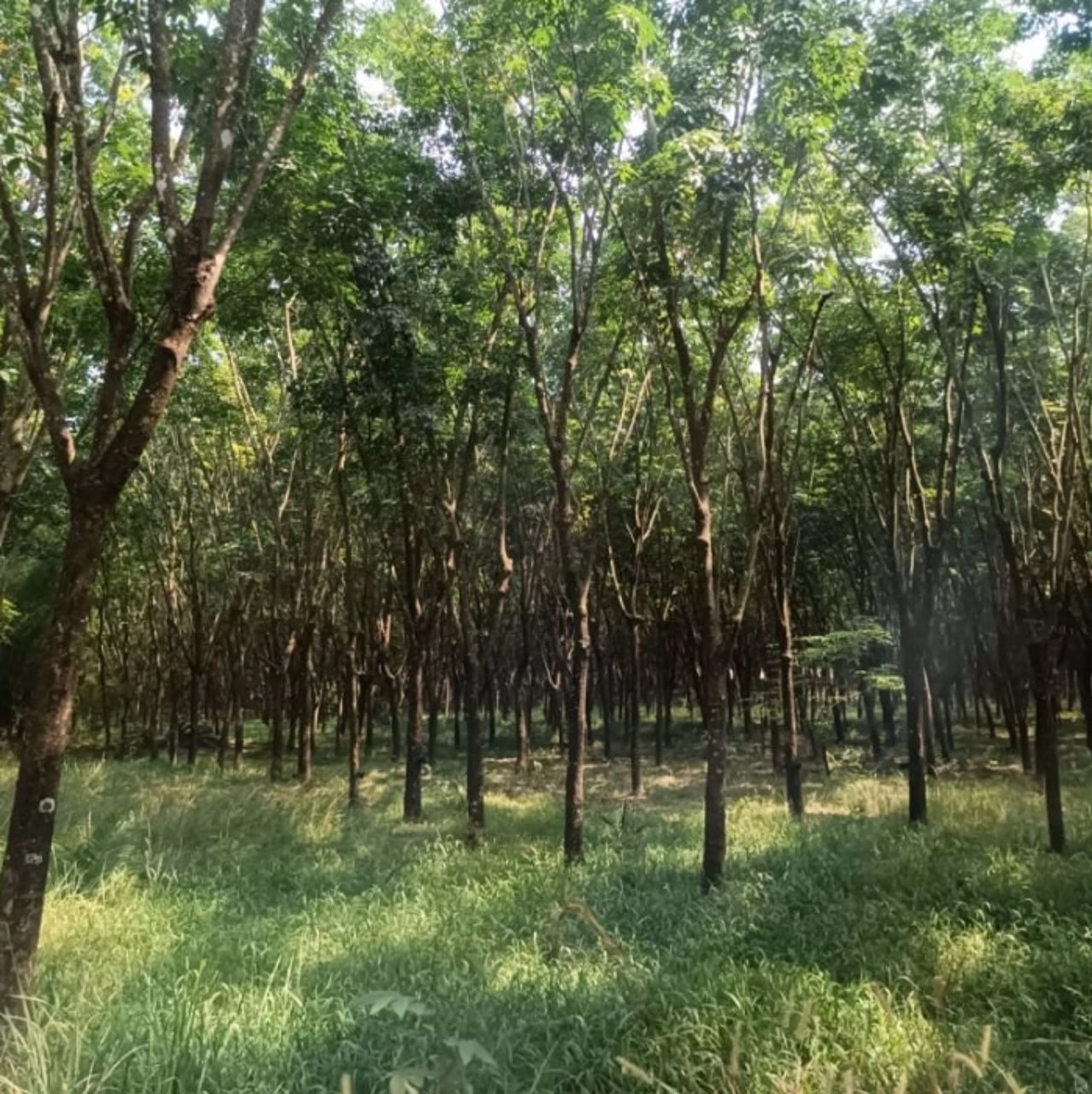 ขายสวนปาล์มและสวนยาง-44ไร่-ในเมือง-จบึงกาฬ