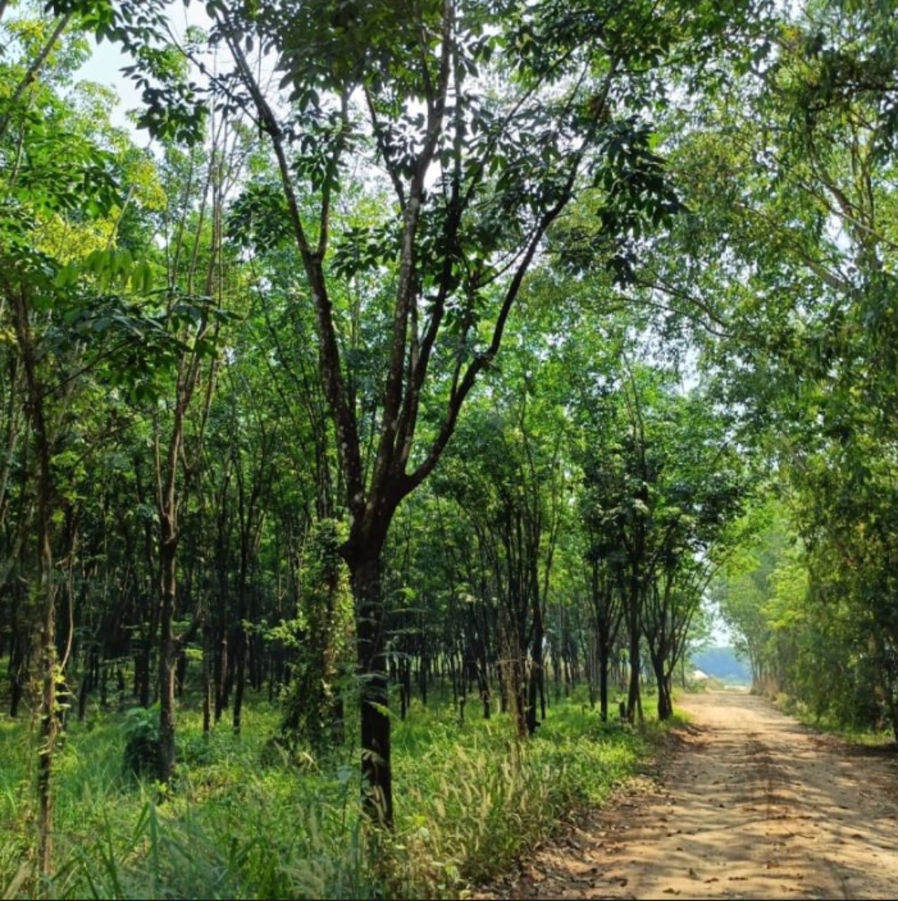 ขายสวนปาล์มและสวนยาง-44ไร่-ในเมือง-จบึงกาฬ