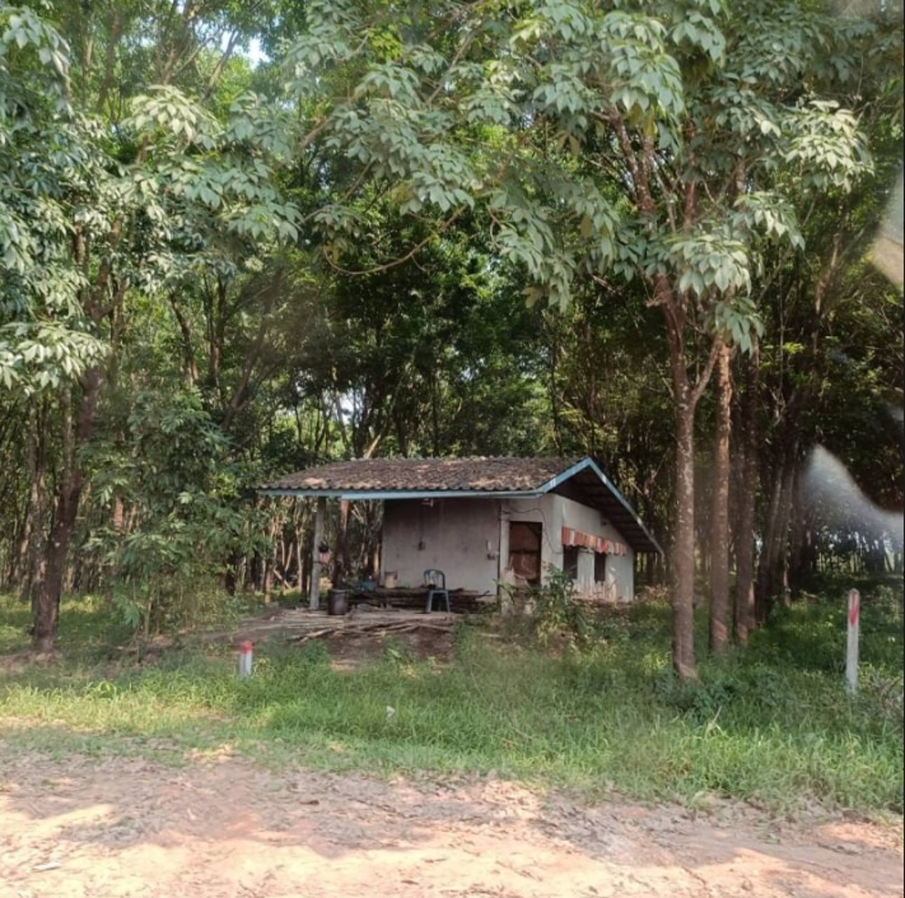 ขายสวนปาล์มและสวนยาง-44ไร่-ในเมือง-จบึงกาฬ