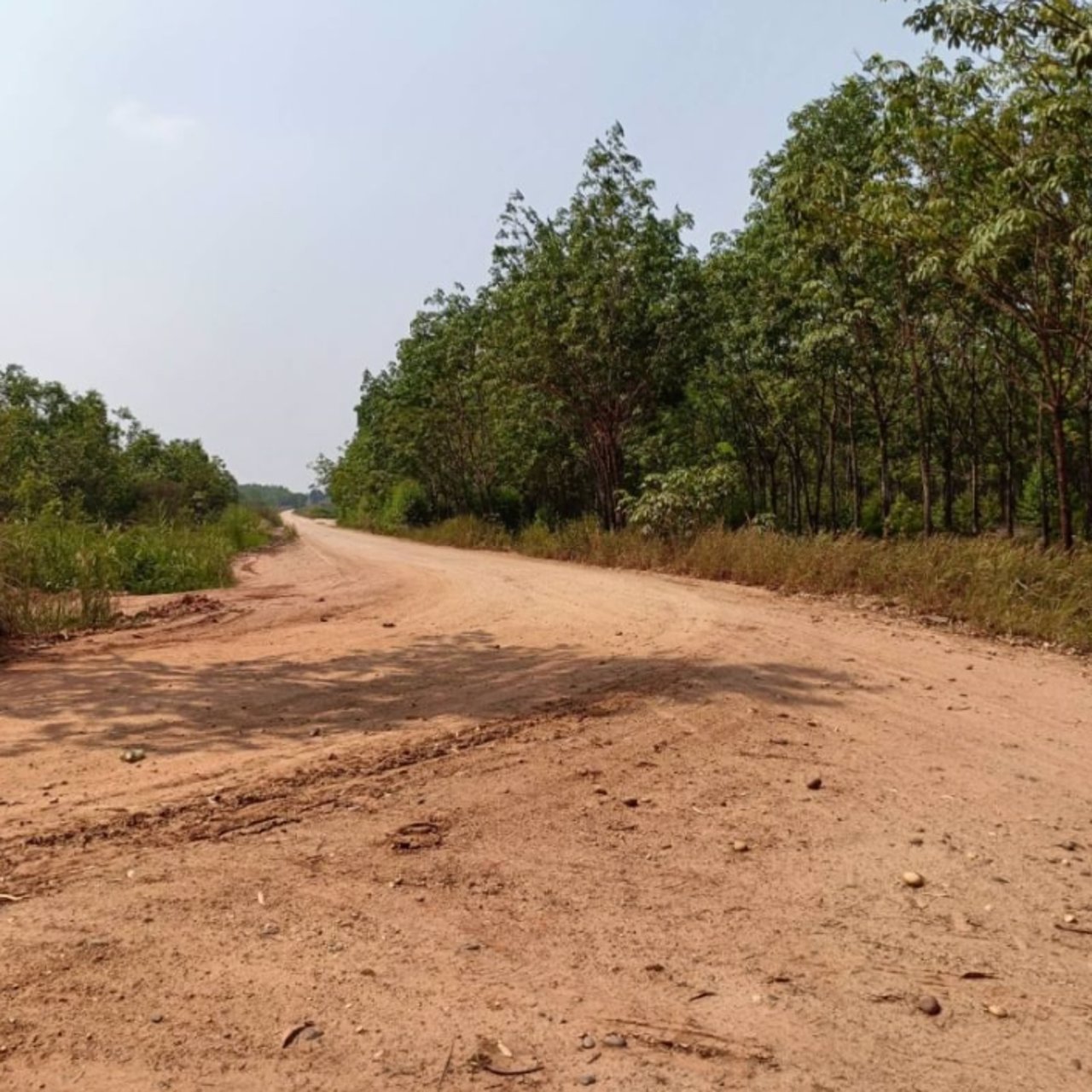 ขายสวนปาล์มและสวนยาง-44ไร่-ในเมือง-จบึงกาฬ