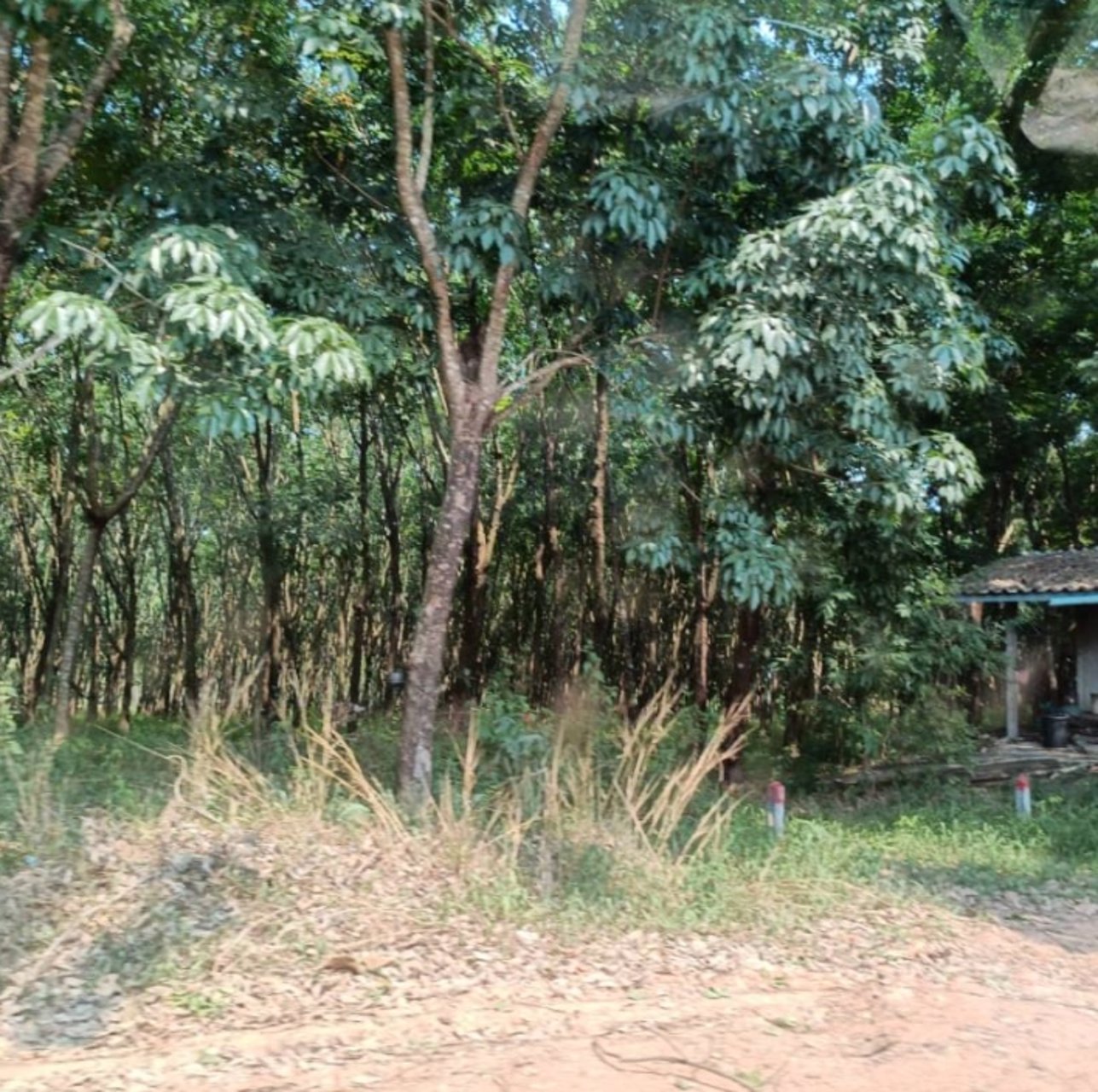 ขายสวนปาล์มและสวนยาง-44ไร่-ในเมือง-จบึงกาฬ