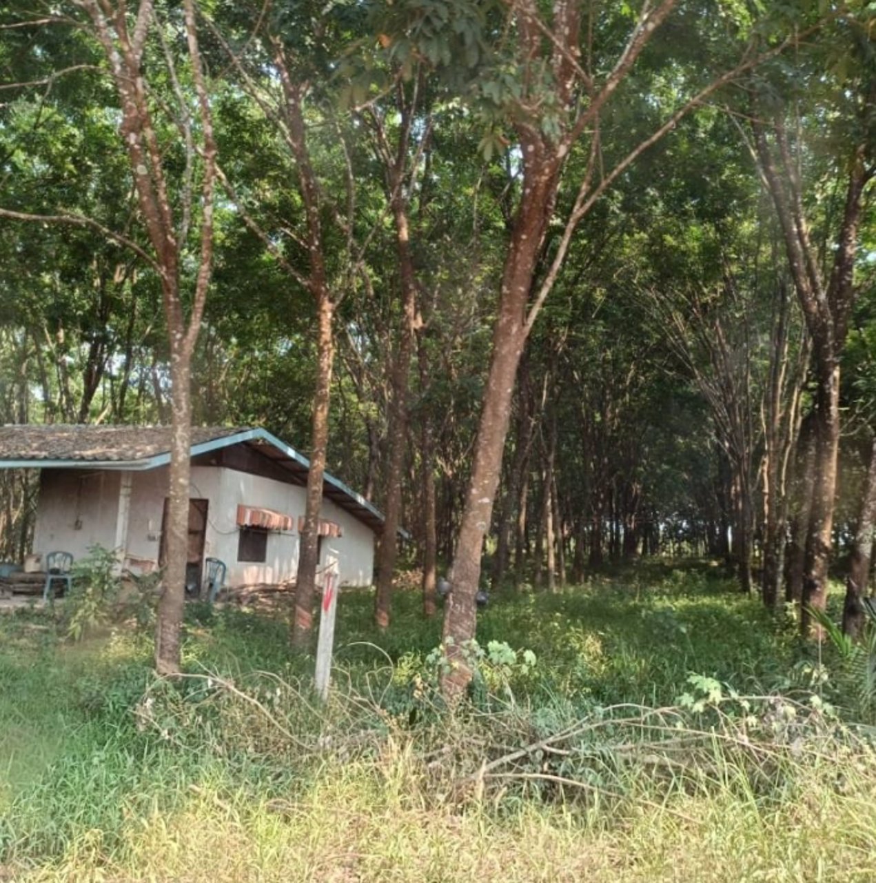 ขายสวนปาล์มและสวนยาง-44ไร่-ในเมือง-จบึงกาฬ