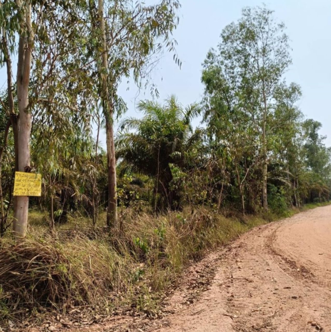 ขายสวนปาล์มและสวนยาง-44ไร่-ในเมือง-จบึงกาฬ