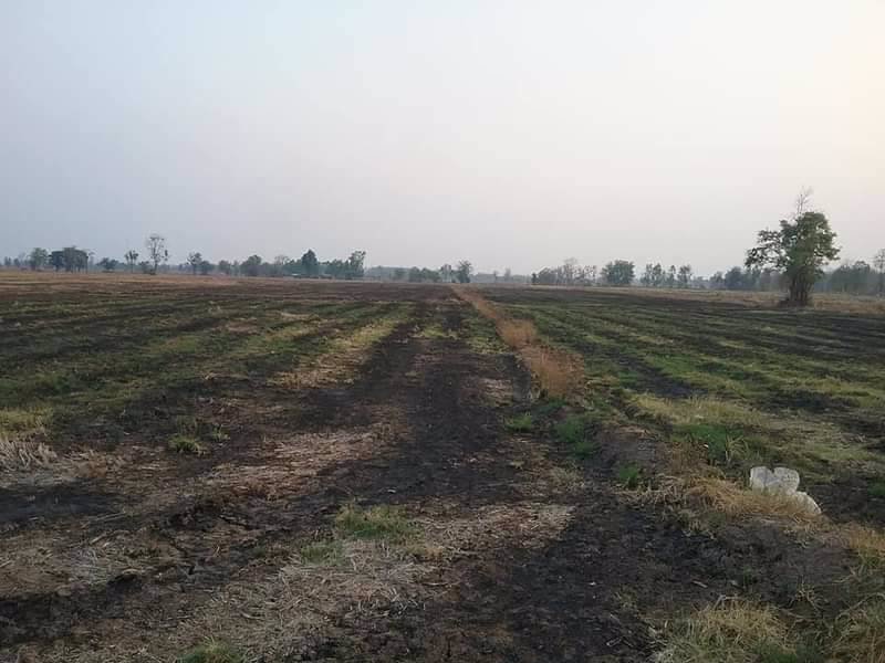 ขายที่ดิน-เป็นที่นา-ทางถนนคอนกรีตทั้งหัวนาและท้ายนา