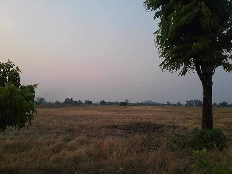 ขายที่ดิน-เป็นที่นา-ทางถนนคอนกรีตทั้งหัวนาและท้ายนา