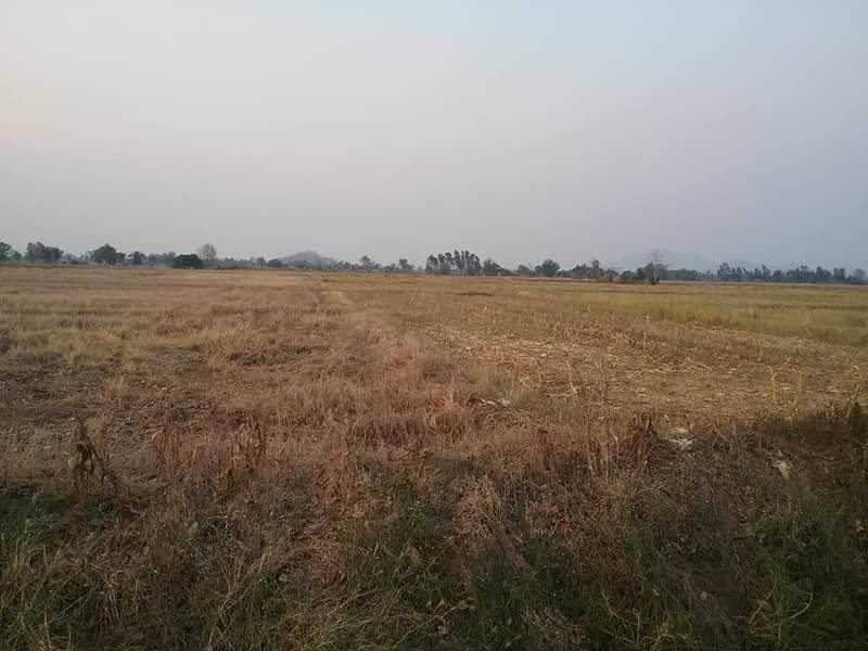 ขายที่ดิน-เป็นที่นา-ทางถนนคอนกรีตทั้งหัวนาและท้ายนา