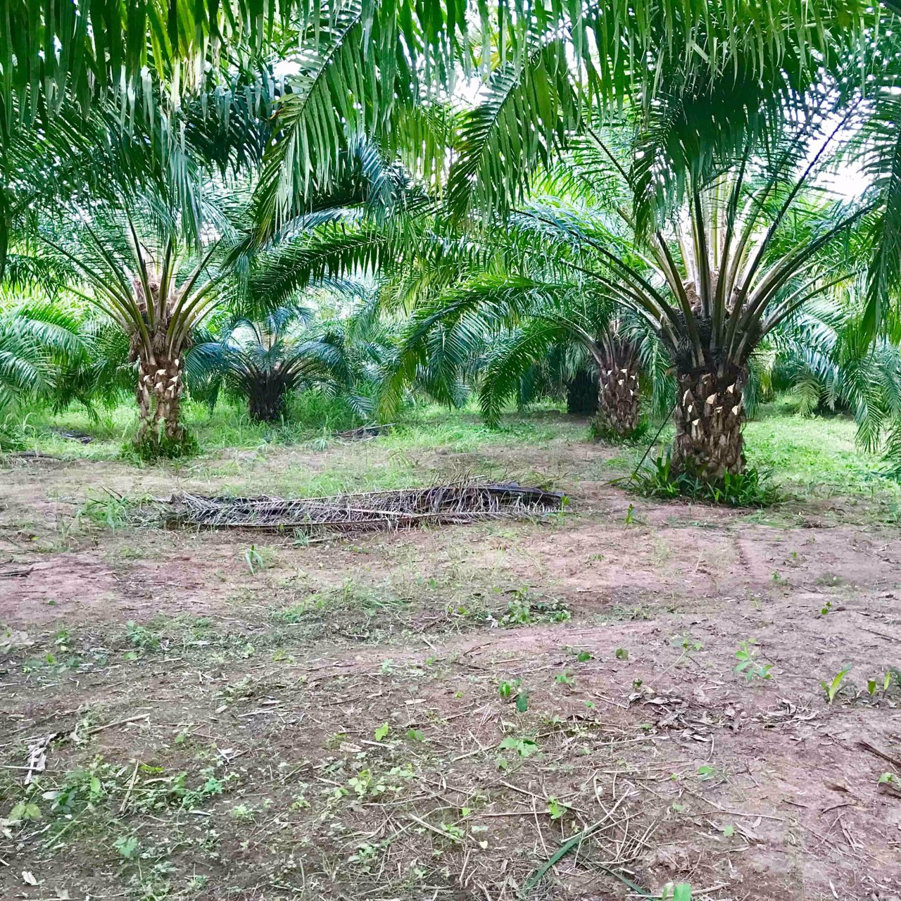 บ้านสวนบรรยากาศดี-พร้อมสวนปาล์มเต็มพื้นที่-โฉนด-50-ไร่