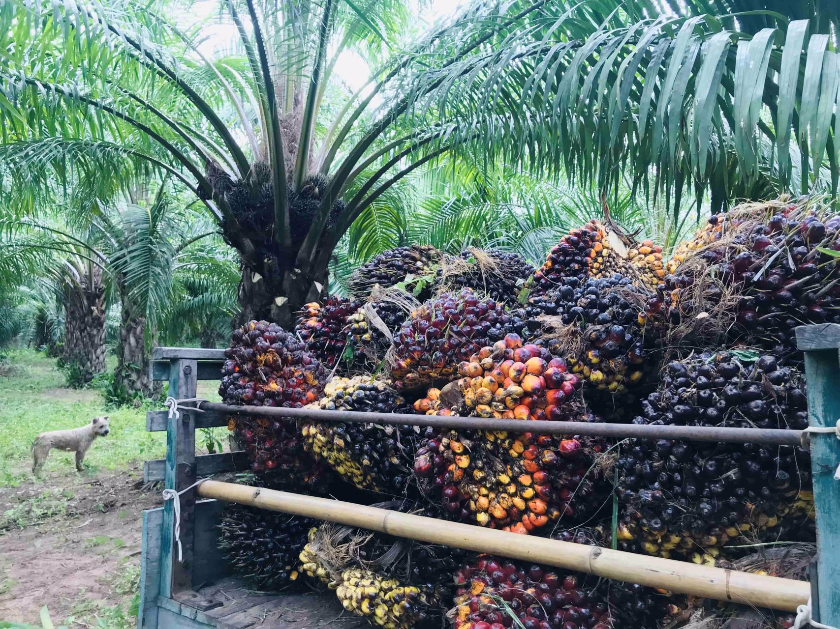 บ้านสวนบรรยากาศดี-พร้อมสวนปาล์มเต็มพื้นที่-โฉนด-50-ไร่