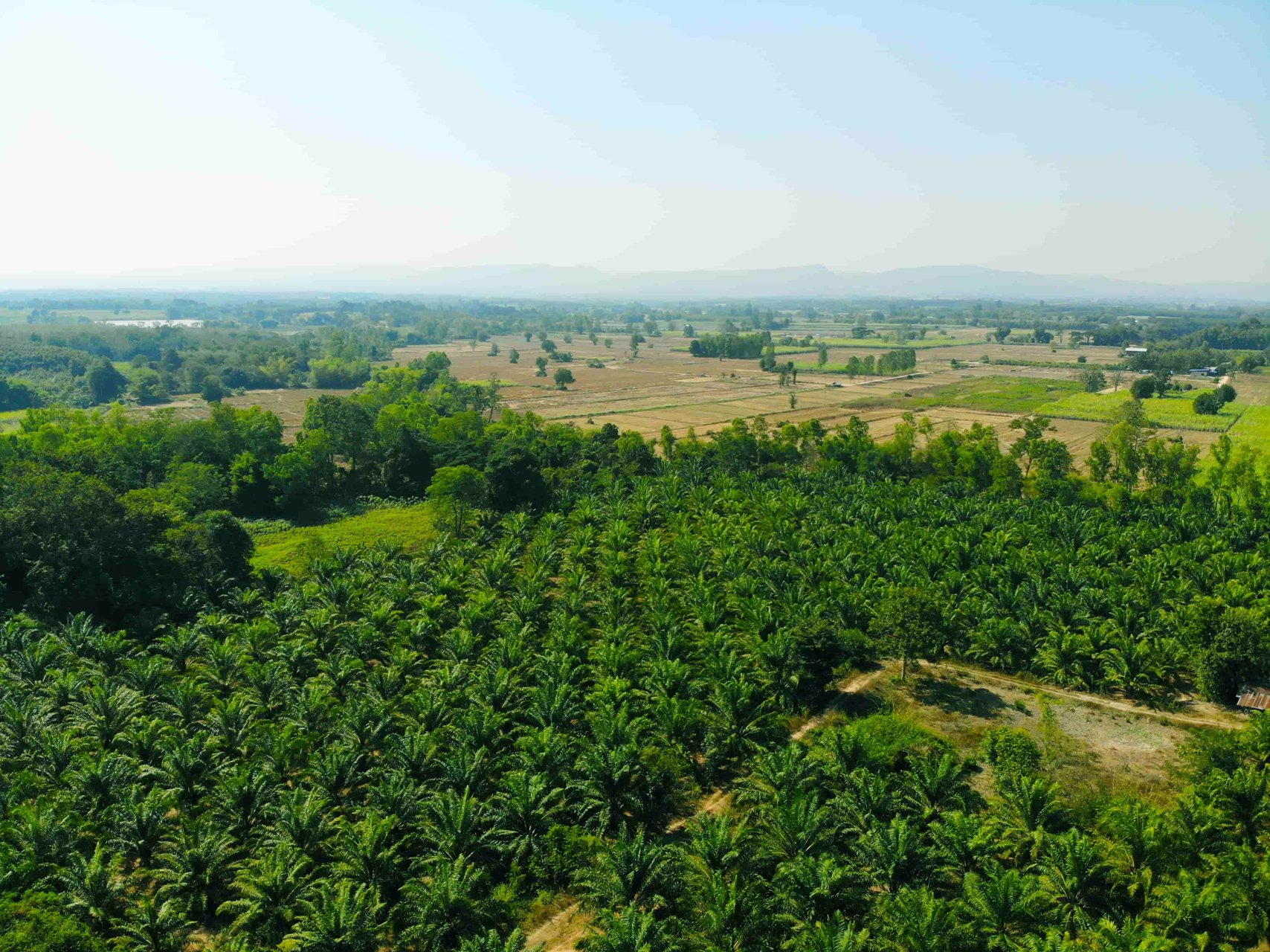 บ้านสวนบรรยากาศดี-พร้อมสวนปาล์มเต็มพื้นที่-โฉนด-50-ไร่