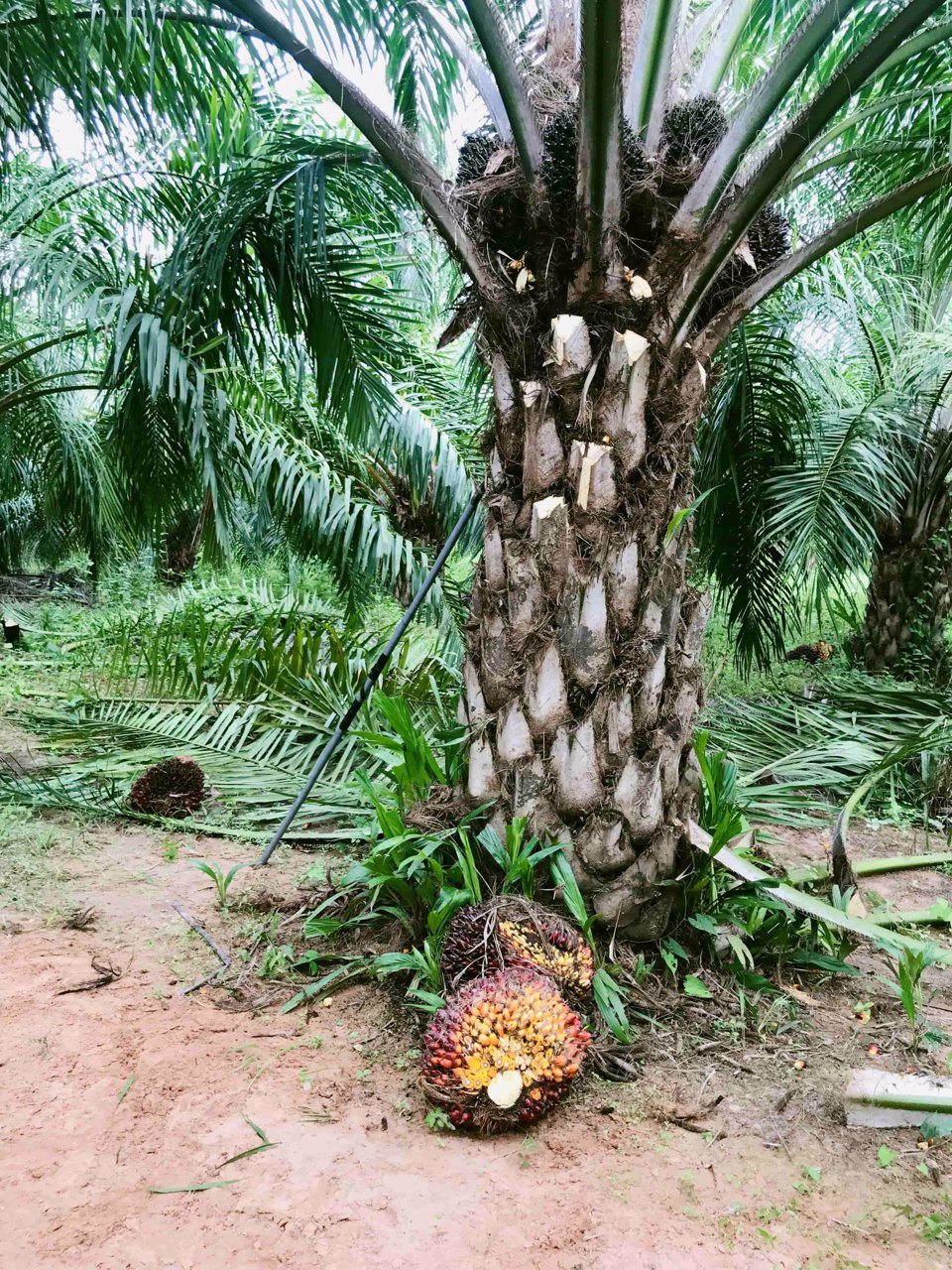 บ้านสวนบรรยากาศดี-พร้อมสวนปาล์มเต็มพื้นที่-โฉนด-50-ไร่