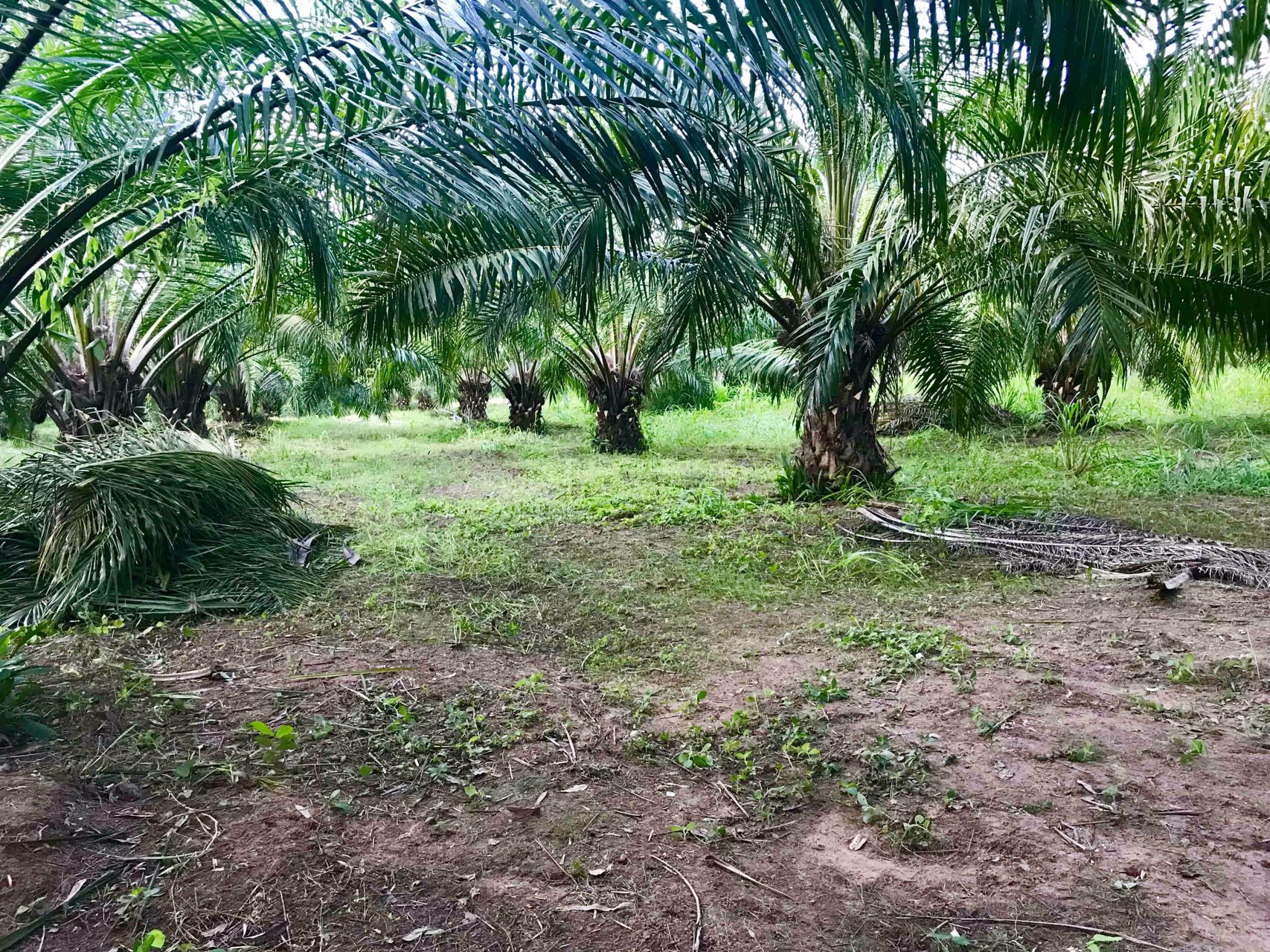 บ้านสวนบรรยากาศดี-พร้อมสวนปาล์มเต็มพื้นที่-โฉนด-50-ไร่