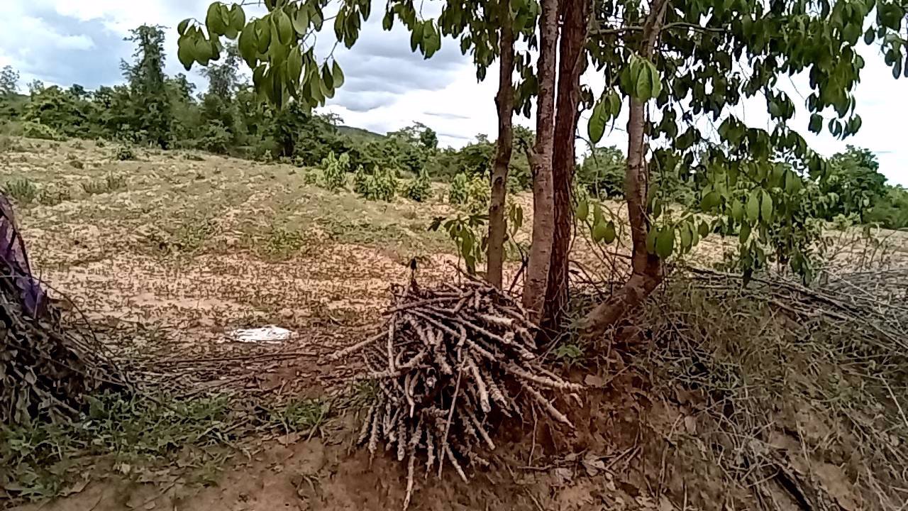 ขายที่ดินติดถนนทางหลวงแผ่นดินเลียบน้ำวัง-หน้ากว้าง-9ไร่-1งาน