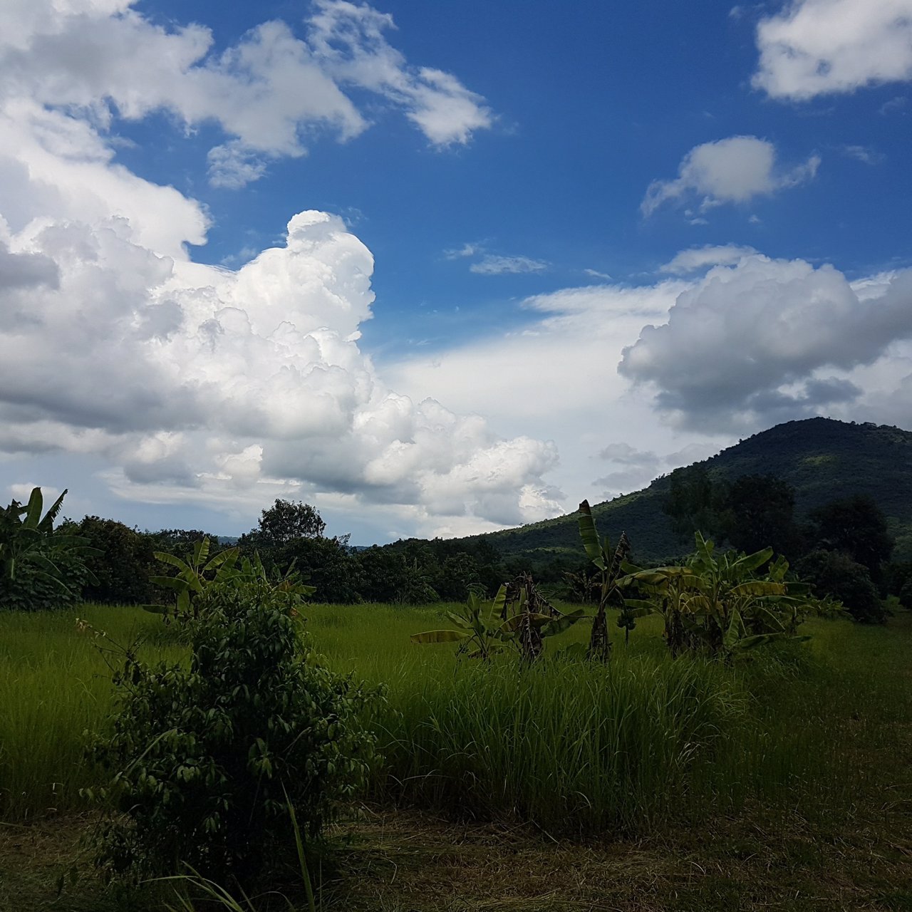 ขายที่ดิน-ราคาไม่แพง-ไร่ละ-75-แสน-โฉนดครุฑแดง