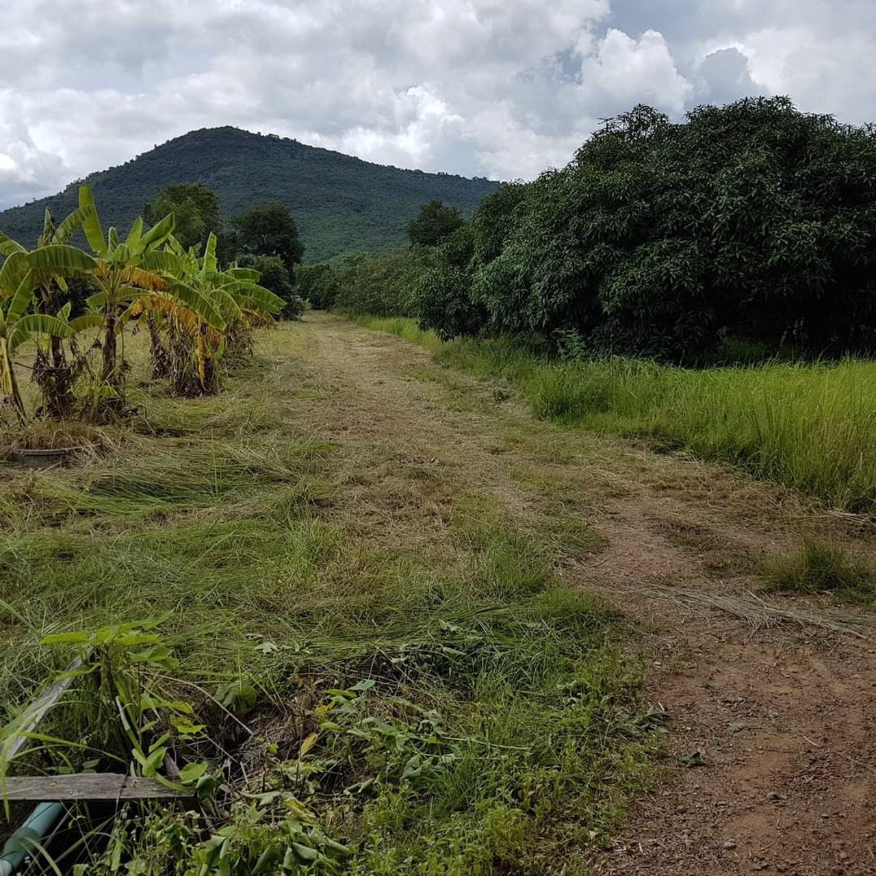 ขายที่ดิน-ราคาไม่แพง-ไร่ละ-75-แสน-โฉนดครุฑแดง