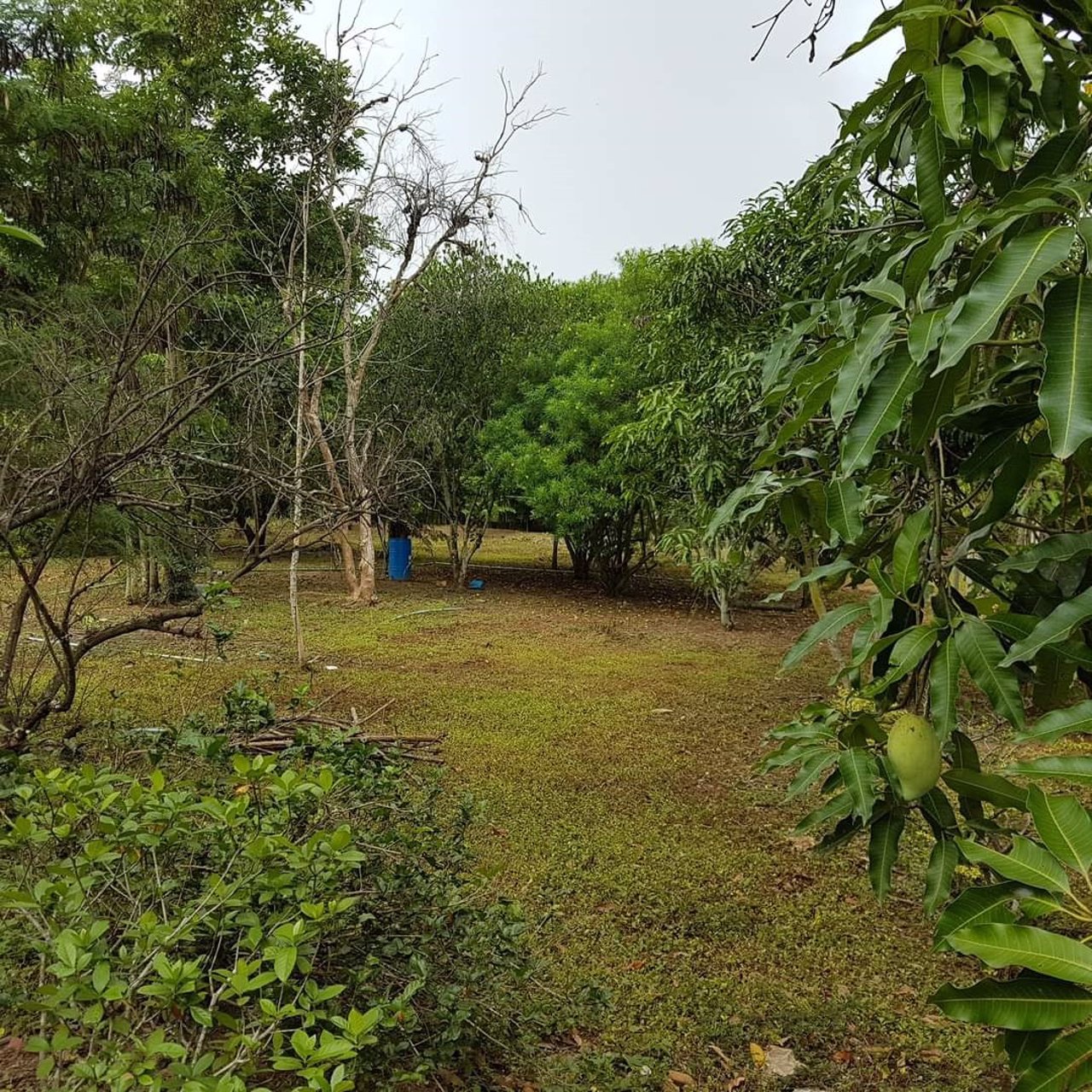 ขายที่ดิน-ราคาไม่แพง-ไร่ละ-75-แสน-โฉนดครุฑแดง