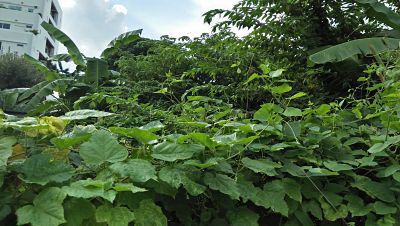 rent-land-small-area-404-sqm-closed-road-in-the-soi-sukhumvit-71