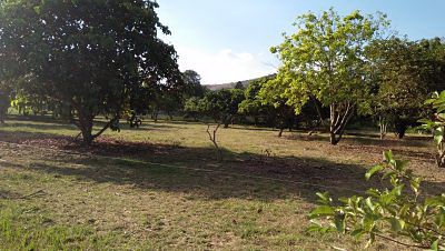 ถ้าคุณกำลังมองหาที่ดินทำเลดีๆสักแปลง-สวนผลไม้แปลงใหญ่-ติดลำธารล้อมรอบที่ดิน-โฉนดถูกต้อง