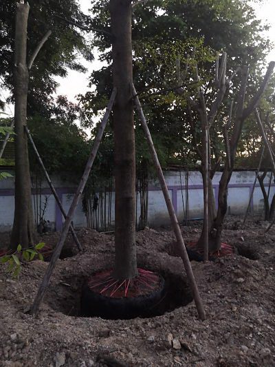 sell-single-house-renovated-big-area-860-sqm-sansai-chiamai-near-university-very-cheap-price