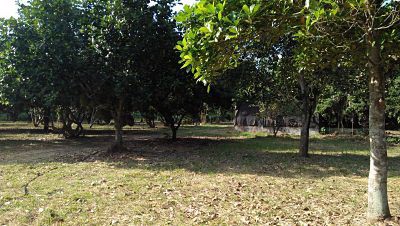 sale-land-with-big-farm-river-surrounded-chanote-pak-chong