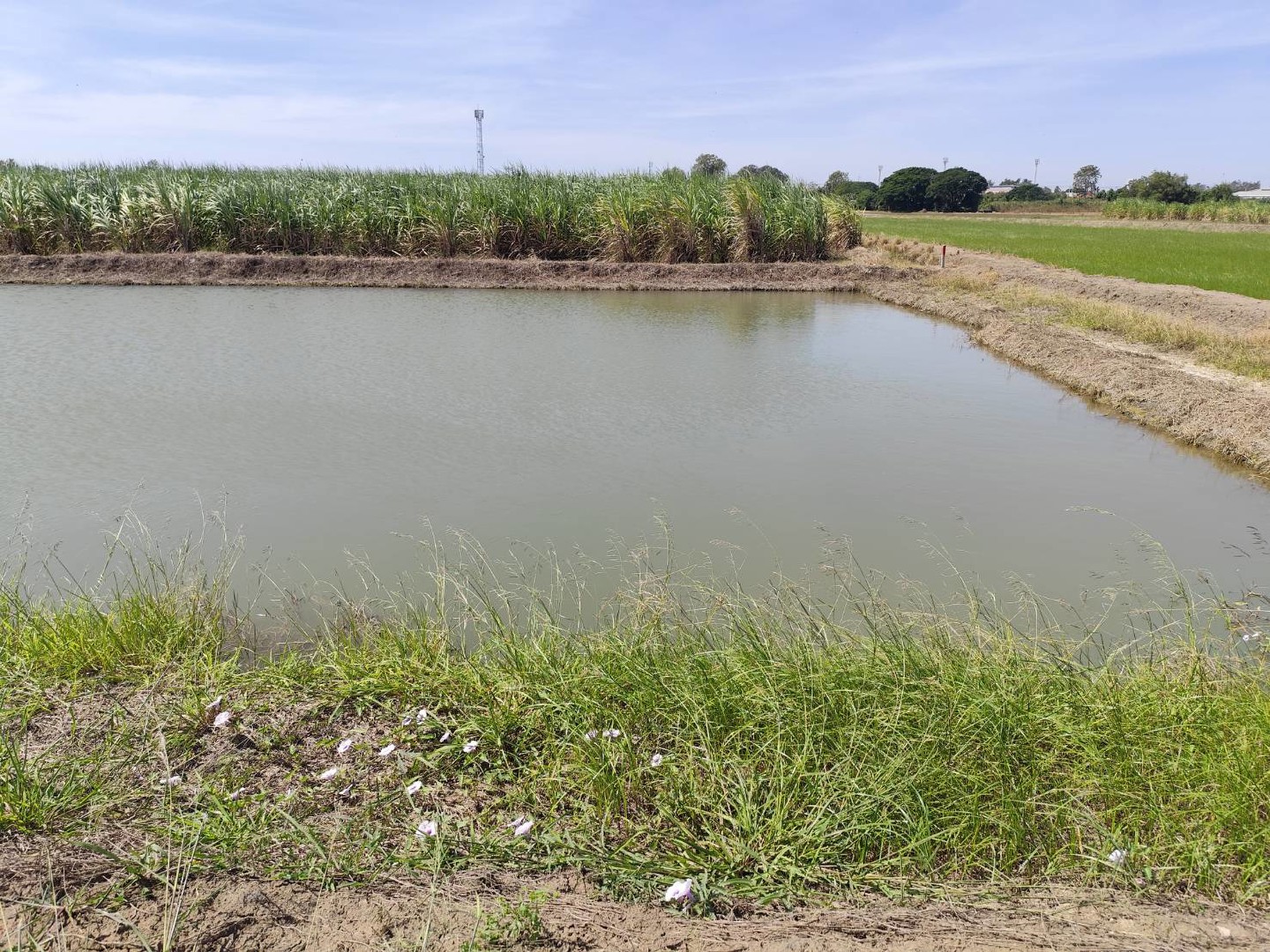 sale-large-land-93-rais-suitable-for-projects-can-be-subdivided-kamphaeng-saen-nakhon-pathom-ขายที