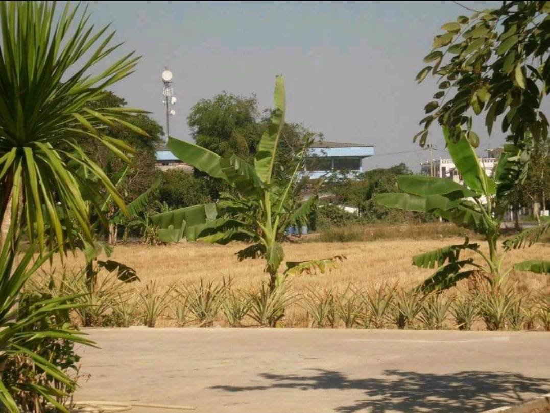 ขายที่ดิน-เนื้อที่-22-ไร่-54ตารางวา-ตำบลสายห้วยแก้ว-อำเภอบ้านหมี่-จังหวัดลพบุรี