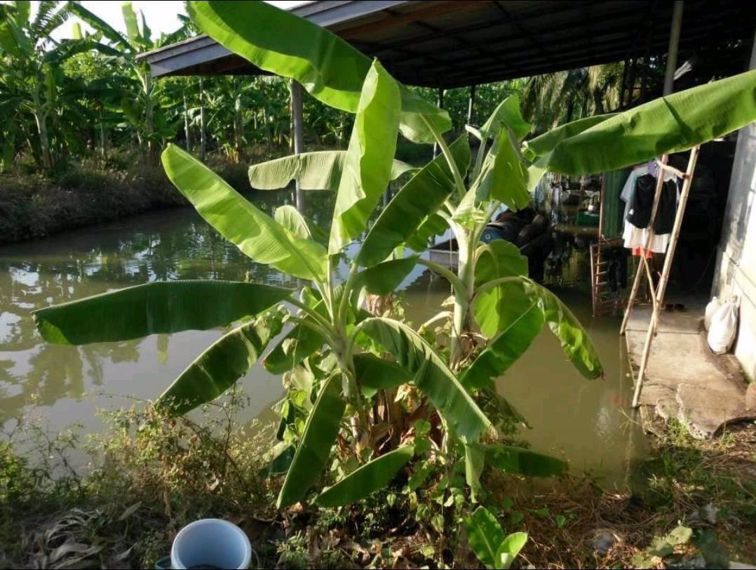 ขายที่ดิน-เนื้อที่-22-ไร่-54ตารางวา-ตำบลสายห้วยแก้ว-อำเภอบ้านหมี่-จังหวัดลพบุรี